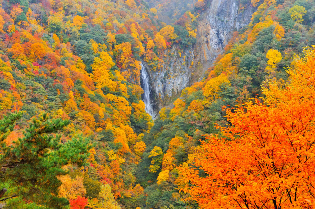 志賀高原の紅葉